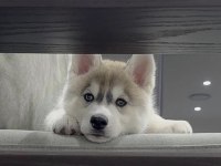 SİBİRYA KURDU HUSKY KÖPEĞİMİZ