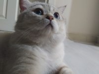 1,5 yaşında british shorthair