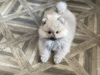 Pomeranian boo 3 aylık