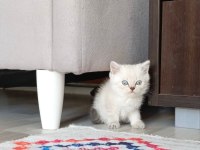 Harika british longhair bebekler