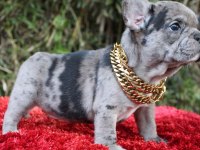 FRENCH BULLDOG YAVRULARI