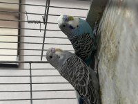 Yeni Yeme Düşmüş Muhabbet Kuşu Yavrular ve Hazır Takım