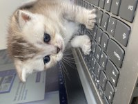 MERSİN SCOTTİSH FOLD BRİTİSH SHORTHAİR KEDİ
