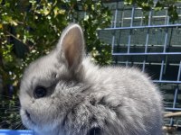 Orjınal Cüce Ve Mini Lop Tavşanlar