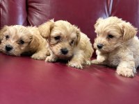 Ufacık safkan maltipoo yavrularım