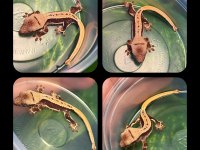 CRESTED GECKO YAVRULAR