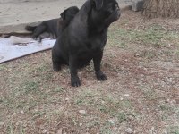 Yetişkin pug mops dişiler