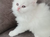 2 aylık dişi kedimiz