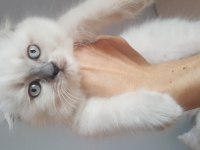 Scottish fold longhair erkek
