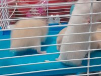 Suriye hamster