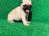 PUG MOPS ORJİNAL KALITELI YAVRULAR