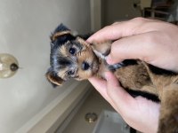 Orjinal tea cup yorkshire terrier yavrularımız