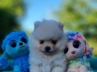 Neşe dolu Şecereli Tedyface Pomeranian Yavrularımız