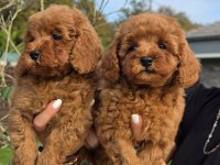 Poodle Çiftliğinden Red Brown Toy Poodle Bebeklerimiz