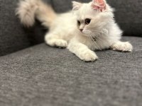 Süper kalite erkek british longhair