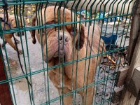 MESSİNİN KÖPEĞİ FRANSIZ MASTİFF