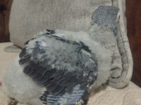 Özenle Büyütülen 35 Günlük El Besleme Jako Yavrusu