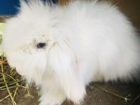 Hollanda lop teddy