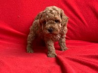 Safkan Toy Poodle Bebekler