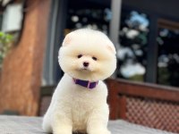 Yavru Pomeranian Boolarımız