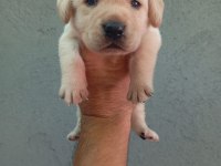 Labrador yavru köpekler