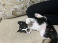 Smokin kedimiz henüz 1 aylık erkek bebek