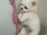 Mini boy maltese terrier