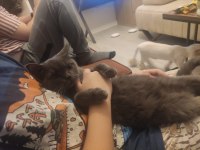 Karneli çok tatlı bir rus kedisi
