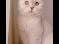 Scottish Fold Silver Ns11