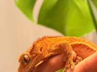 Sağlıklı crested geckolar