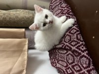 Scottish fold kedimiz sahiplendirilecek