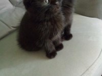 45 günlük dişi yavru scottish fold