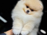 Pomeranian bebek