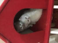 British longhair yavrular