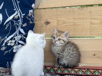 Saf Irk British Shorthair