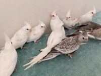Full Evcil 60 Günlük Sultan Papağanı Bebekler