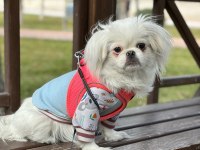 PEKİNEZ (6 AYLIK) DİŞİ