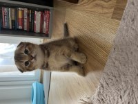 Golden dişi scottish fold
