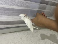 Albino Kırmızı Göz Sultan Papağanı Yavru