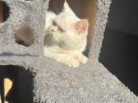 5 AYLIK BRİTİSH SHORTHAİR YAVRU KEDİMİZ