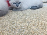 Safkan blue point british shorthair