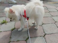 Orjinal sağlıklı ırk pomeranian boo
