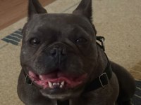 Sevimli Dişi French Bulldog