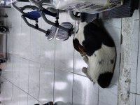 ÜCRETSİZ JACK RUSSELL