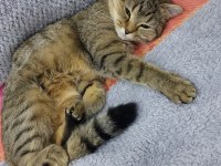2 Yasında British Shorthair Tabby Kedimiz