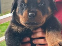 Orjinal Macar Dişi Rottweiler İsteyene Özel