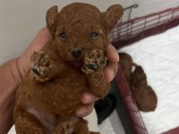 Toy poodle köpeği