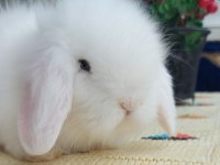HOLLANDA LOP TAVŞAN YAVRULARIMIZ