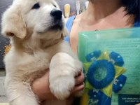 Golden Retriever Adrese Teslim Kapıda Ödeme Yapabilirsiniz