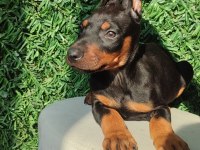 King Doberman Yavruları